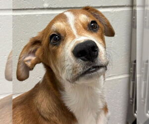 Great Pyrenees-Unknown Mix Dogs for adoption in Jefferson, WI, USA