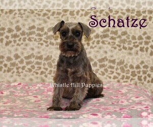 Mother of the Schnauzer (Miniature) puppies born on 04/08/2021