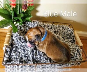 Mountain Mastiff Puppy for sale in SOUTH ELGIN, IL, USA