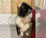 Small Photo #5 Australian Shepherd Puppy For Sale in ASHLAND CITY, TN, USA