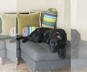 Kai - Male Mutt Dog for Adoption - Photo #3