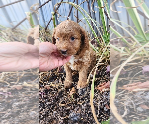 Medium Photo #10 Cavapoo mix (+ Poodle Miniature) Puppy For Sale in GREENWOOD, WI, USA