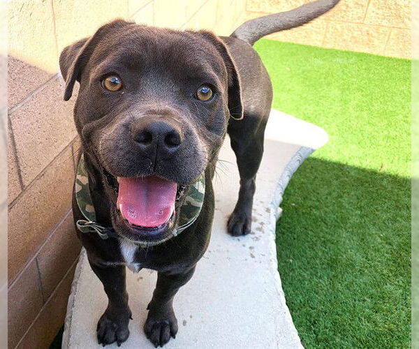 Medium Photo #1 Mutt Puppy For Sale in Moreno Valley, CA, USA