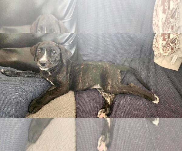 Medium Photo #32 American Staffordshire Terrier-Unknown Mix Puppy For Sale in Germantown, OH, USA