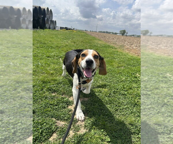 Medium Photo #2 Beagle Puppy For Sale in Evansville, IN, USA