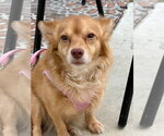 Small #2 Chihuahua Mix