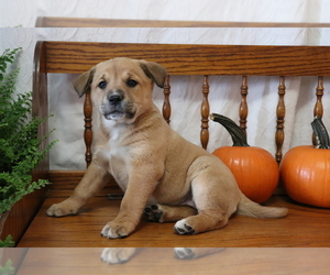 Akita-Labrador Retriever Mix Puppy for sale in SHILOH, OH, USA