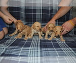 Small Photo #3 Goldendoodle Puppy For Sale in ALBERT LEA, MN, USA