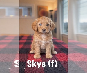 Aussiedoodle Miniature -Goldendoodle Mix Puppy for sale in VICTORIA, TX, USA