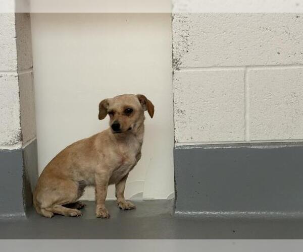 Medium Photo #1 Chihuahua-Unknown Mix Puppy For Sale in Visalia, CA, USA