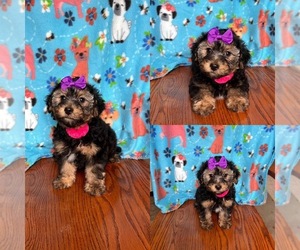YorkiePoo Puppy for sale in BELDING, MI, USA
