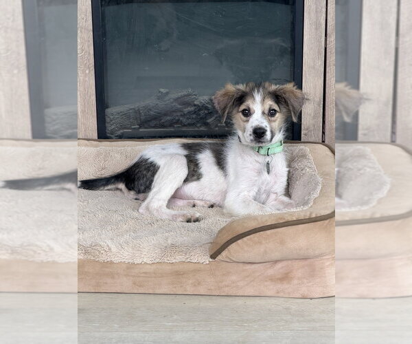 Medium Photo #4 Australian Shepherd-Unknown Mix Puppy For Sale in Springdale, PA, USA