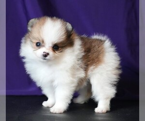 Pomeranian Puppy for sale in ROCK VALLEY, IA, USA