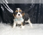 Small #5 Cavalier King Charles Spaniel