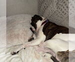 Small #7 American Pit Bull Terrier