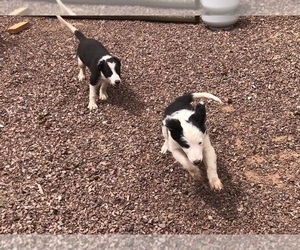 Border Collie Puppy for sale in MARICOPA, AZ, USA