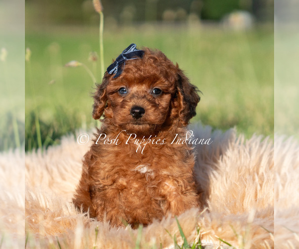 Medium Photo #2 Poodle (Miniature) Puppy For Sale in WARSAW, IN, USA