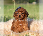 Small #1 Poodle (Miniature)