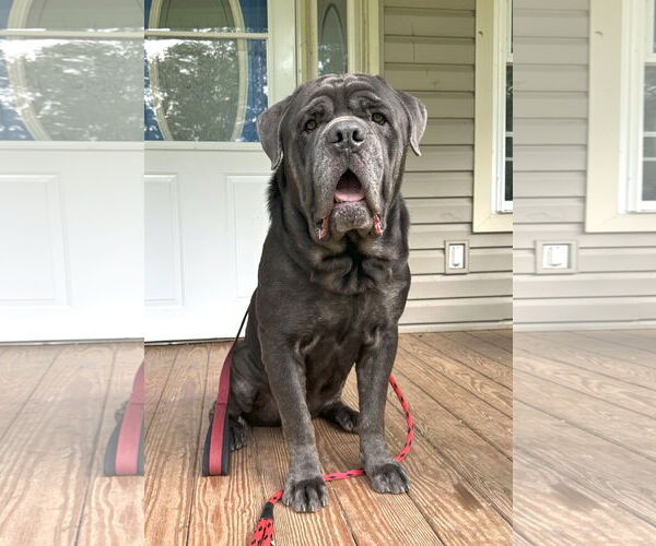 Medium Photo #3 Neapolitan Mastiff Puppy For Sale in Ellisville, MO, USA