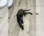 Small #20 Labrador Retriever Mix