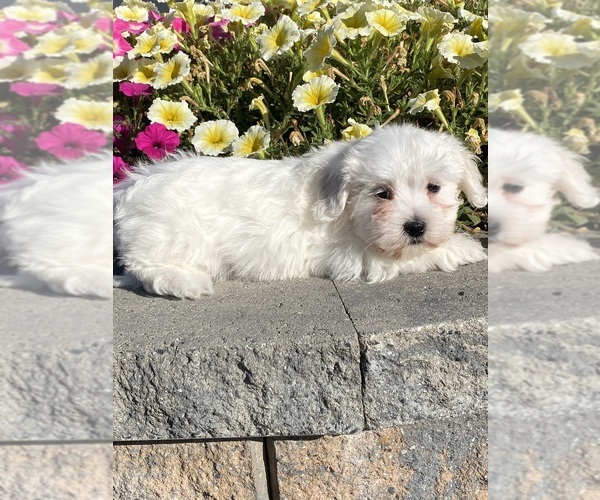 Medium Photo #4 Coton de Tulear Puppy For Sale in CANOGA, NY, USA