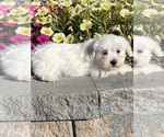 Small #3 Coton de Tulear