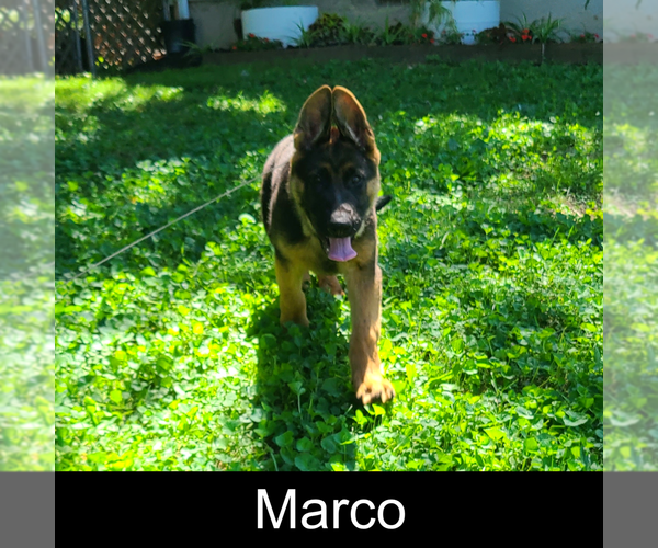 Medium Photo #2 German Shepherd Dog Puppy For Sale in MOUNTAIN GROVE, MO, USA