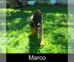 Small #1 German Shepherd Dog