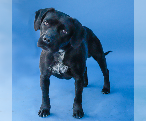 Medium Photo #2 Puggle Puppy For Sale in Pasadena, CA, USA