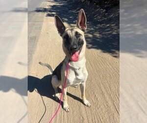 Anatolian Shepherd-Unknown Mix Dogs for adoption in Ventura, CA, USA