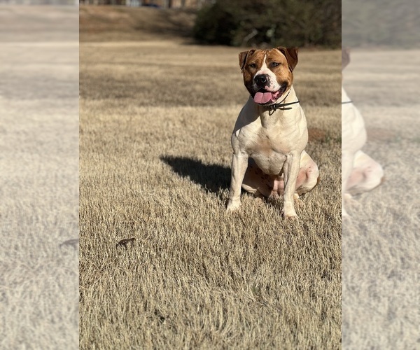 Medium Photo #1 America Bandogge Mastiff Puppy For Sale in SNELLVILLE, GA, USA