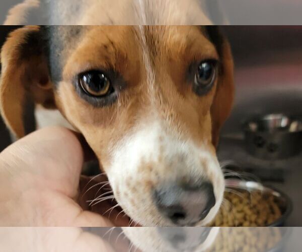Medium Photo #1 Beagle Puppy For Sale in Rockaway, NJ, USA