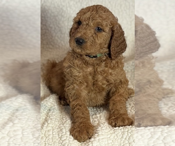 Medium Photo #10 Double Doodle Puppy For Sale in GREENFIELD, IN, USA