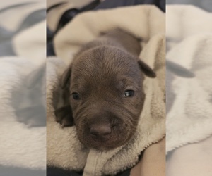 American Bully Litter for sale in COLUMBIA HEIGHTS, MN, USA