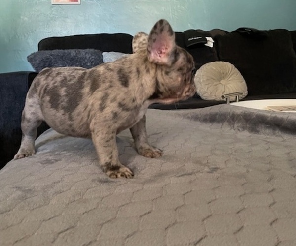Medium Photo #3 French Bulldog Puppy For Sale in ANTIOCH, CA, USA