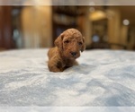 Small #17 Goldendoodle