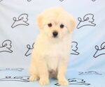 Small Photo #29 Pom-A-Poo Puppy For Sale in LAS VEGAS, NV, USA
