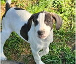 Small #10 Mutt
