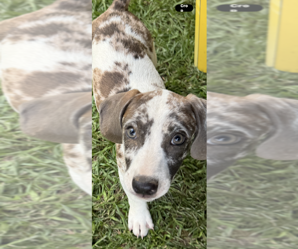 Medium Photo #4 Dachshund-Unknown Mix Puppy For Sale in Conway, AR, USA