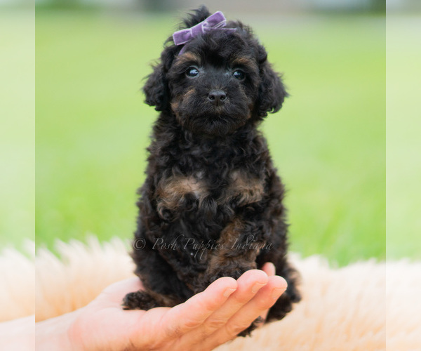 Medium Photo #8 Poodle (Miniature) Puppy For Sale in WARSAW, IN, USA