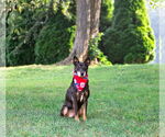 Small #2 Feist Terrier Mix