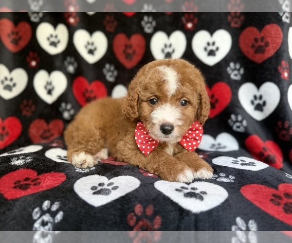 Medium Photo #1 Cavapoo Puppy For Sale in LAKELAND, FL, USA