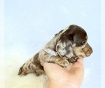 Small #4 Dachshund