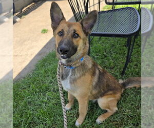 German Shepherd Dog Dogs for adoption in Long Beach, CA, USA