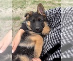 Puppy Pink Collar German Shepherd Dog