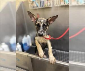 German Shepherd Dog Dogs for adoption in Texas City, TX, USA