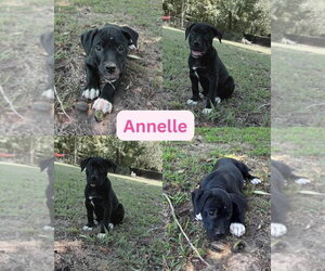 Mutt Dogs for adoption in Wenonah, NJ, USA