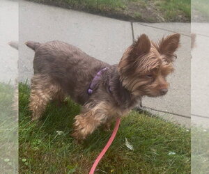 A Sandi - Female Mutt Dog for Adoption - Photo #3