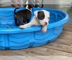 Small Photo #8 American Bully Puppy For Sale in LA VERNIA, TX, USA