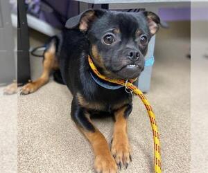 Chihuahua-Unknown Mix Dogs for adoption in Aurora, CO, USA